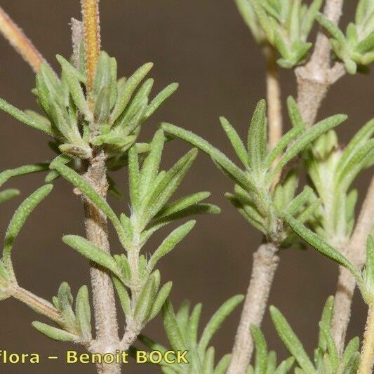 Thymus baeticus autre