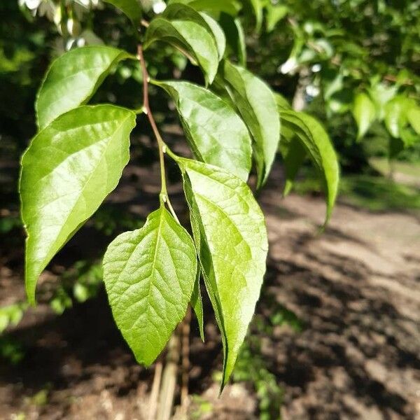 Styrax japonicus Blatt