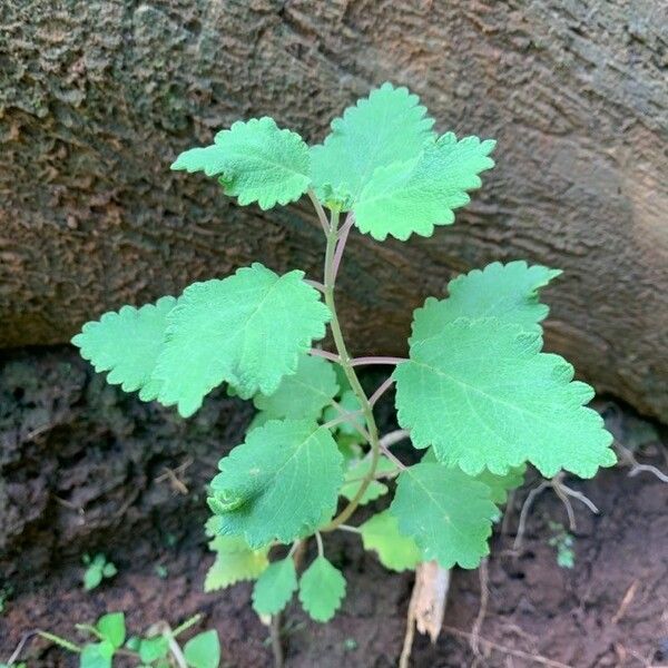 Tetradenia riparia Blatt