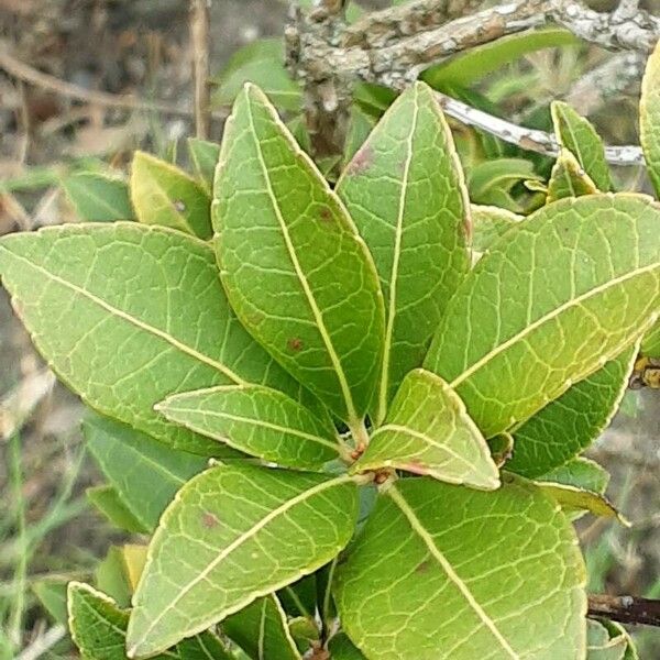 Pieris japonica Lapas