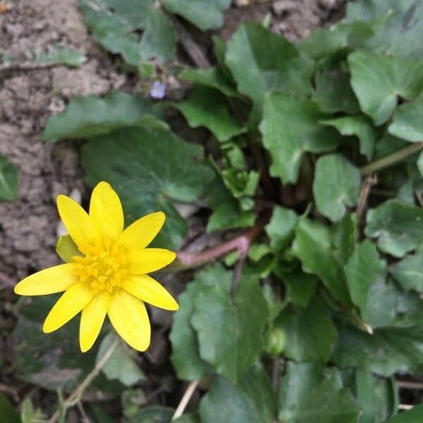 Ficaria verna Flower