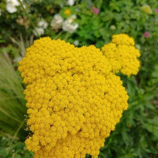 Achillea filipendulina 花