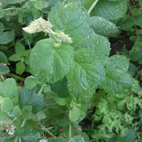 Mentha × rotundifolia Leaf