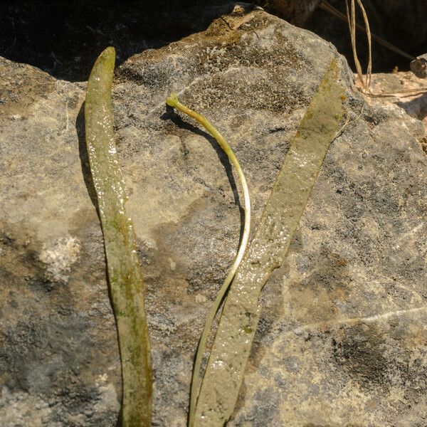 Vallisneria spiralis Floro