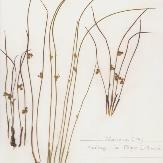 Juncus filiformis Tervik taim