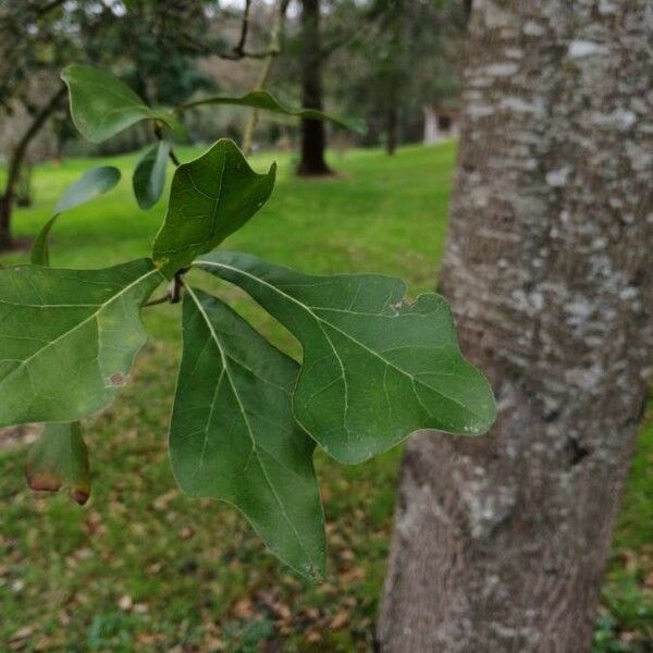 Quercus marilandica Leaf