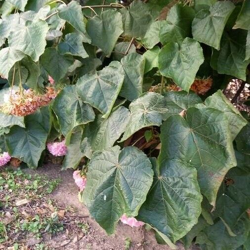 Dombeya wallichii Φύλλο