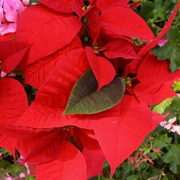 Euphorbia pulcherrima Flor