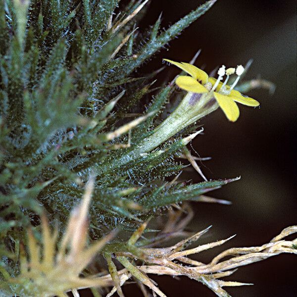 Navarretia nigelliformis (Adobe navarretia)