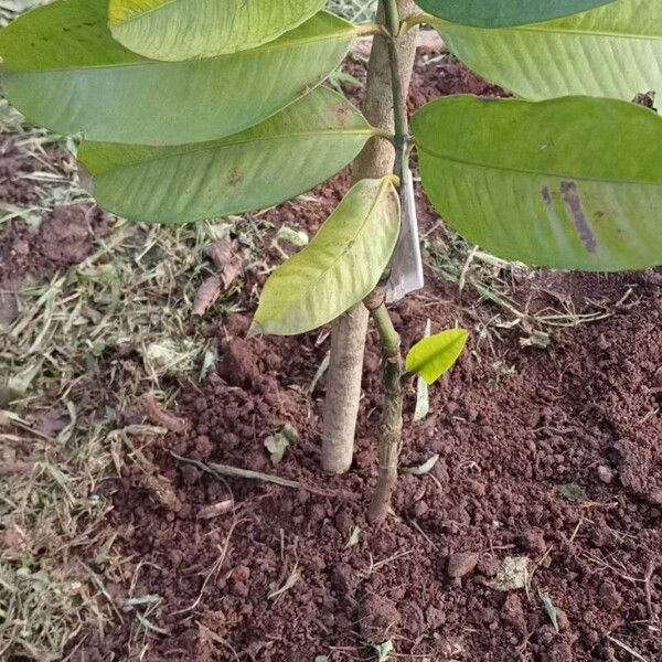 Garcinia mangostana Blad