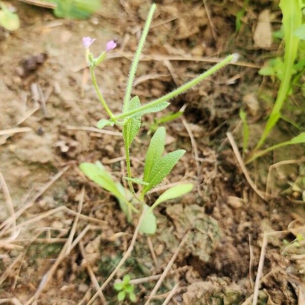 Strigosella africana Pokrój