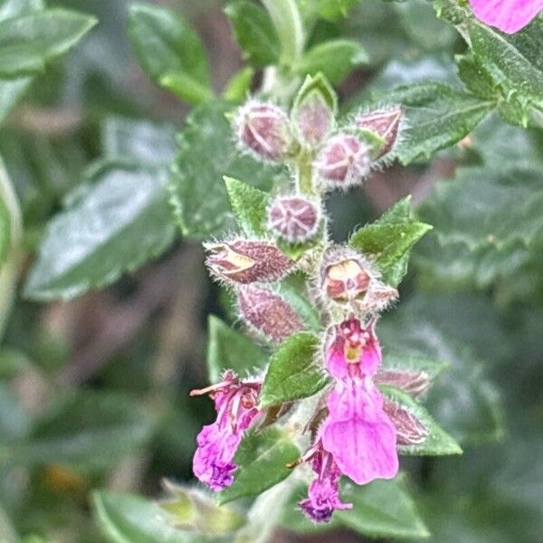 Teucrium × lucidrys Flors