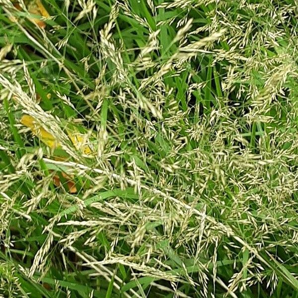 Agrostis capillaris Elinympäristö
