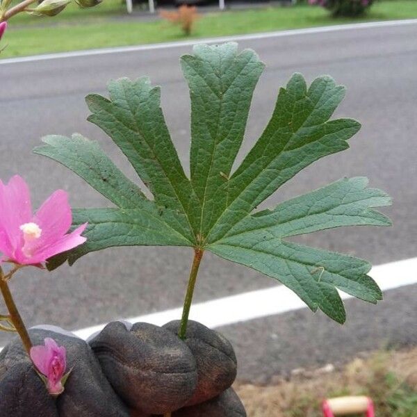 Sidalcea malviflora 葉