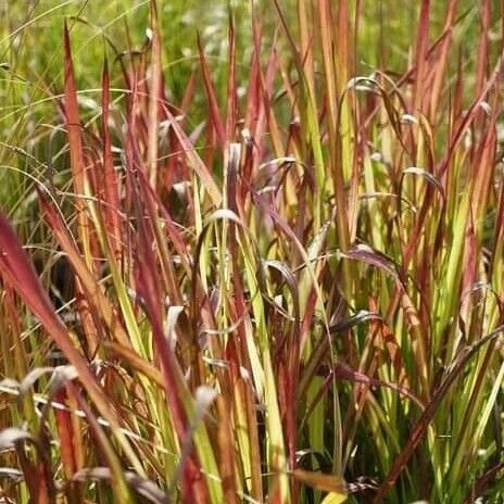 Imperata cylindrica Deilen