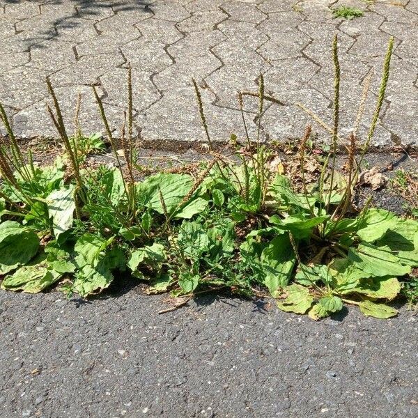 Plantago major Hábitos