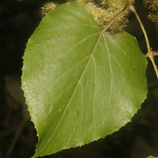 Vitis tiliifolia Levél