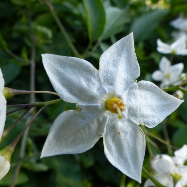 Solanum laxum Kwiat