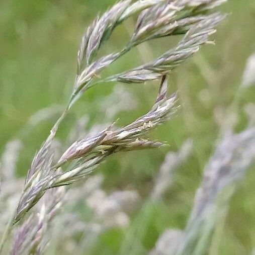 Festuca rubra Blomst