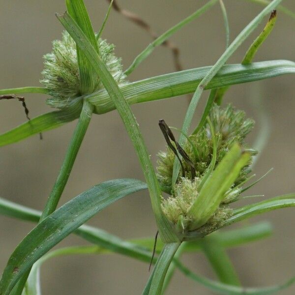 Cyperus michelianus Kvet