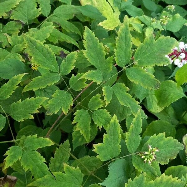 Actaea pachypoda Лист