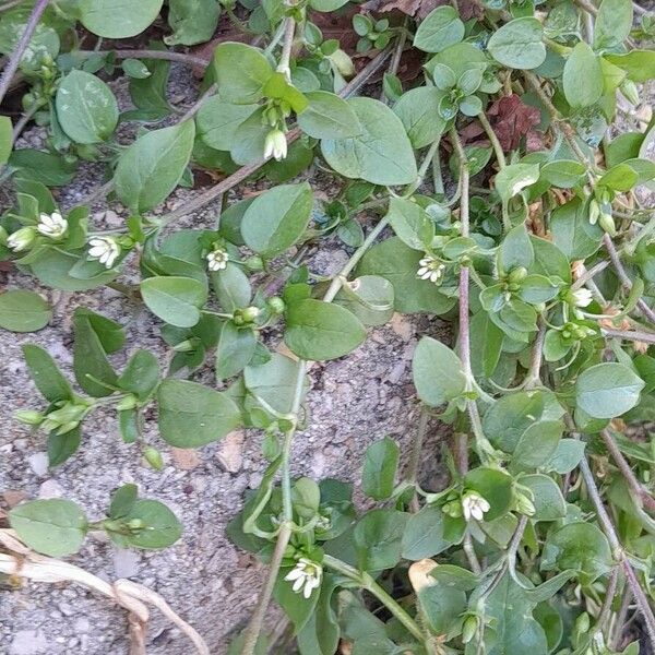 Stellaria media Habitus