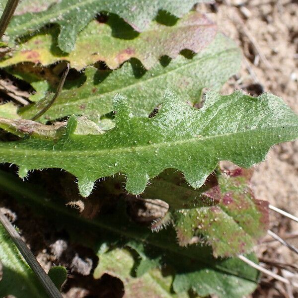 Hypochaeris radicata Leaf