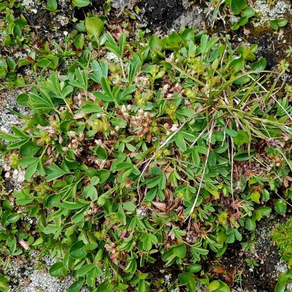 Sibbaldia procumbens Habitus