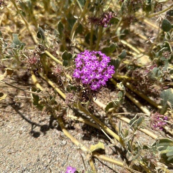 Abronia pogonantha Flower