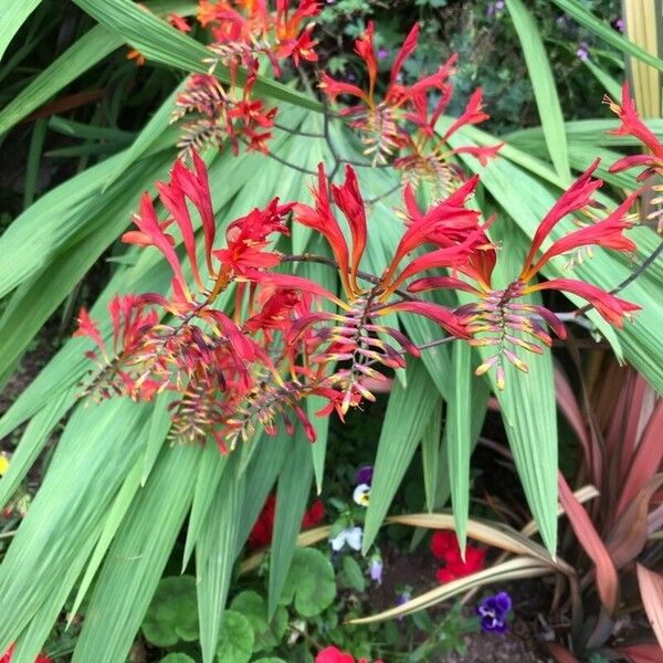 Crocosmia paniculata Flower