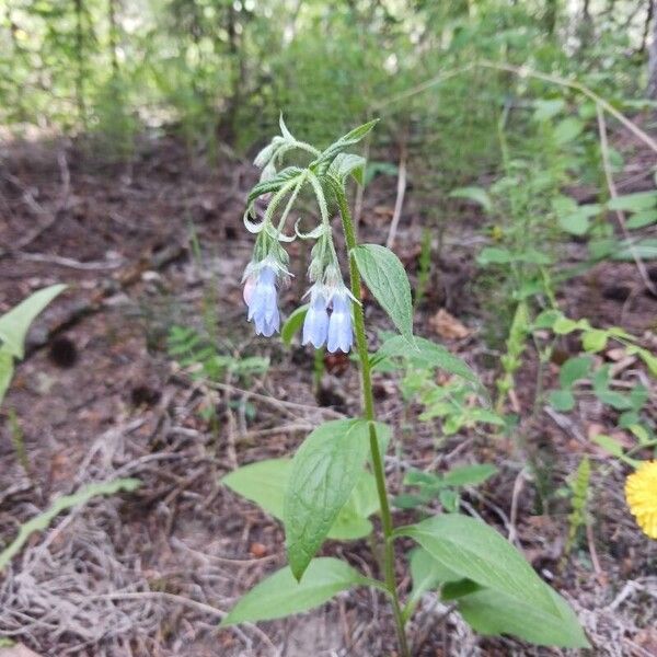 Mertensia paniculata Flower