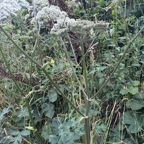 Heracleum sibiricum অন্যান্য