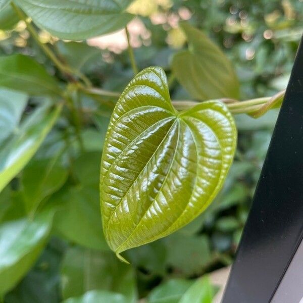 Dioscorea bulbifera পাতা