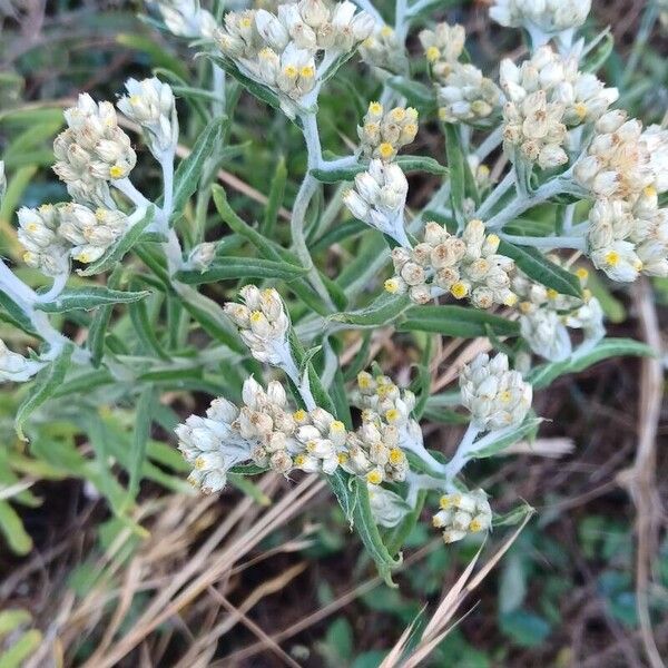 Pseudognaphalium undulatum Blomma