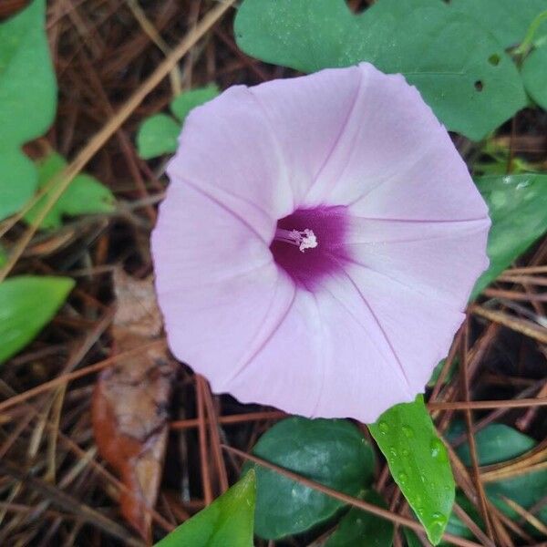 Ipomoea cordatotriloba Flors