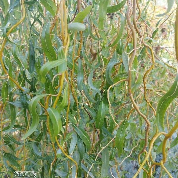 Salix babylonica Folha