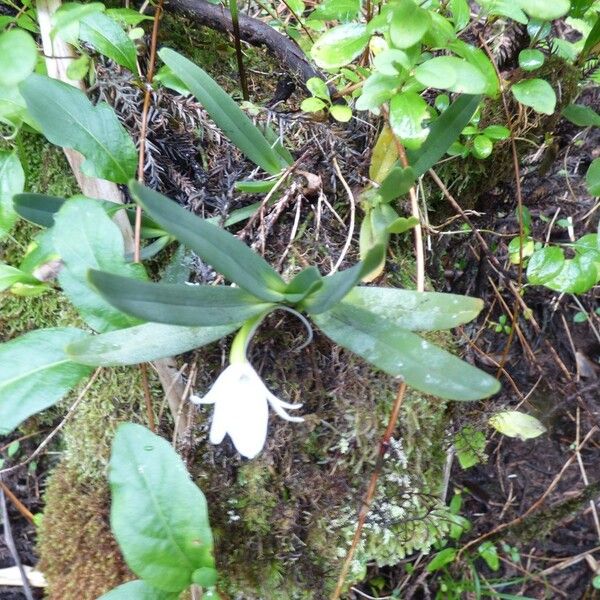 Angraecum borbonicum ശീലം