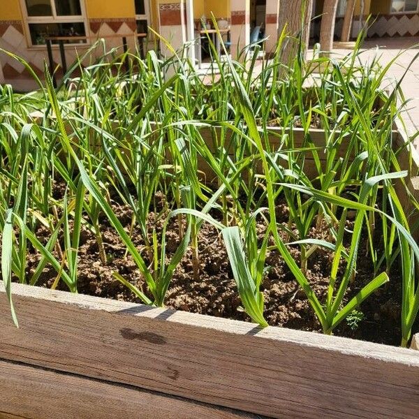 Allium sativum Habit