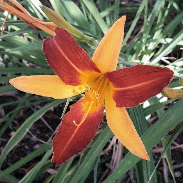 Hemerocallis fulva 花