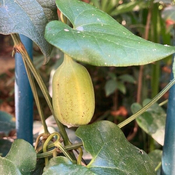 Aristolochia sempervirens Fruit