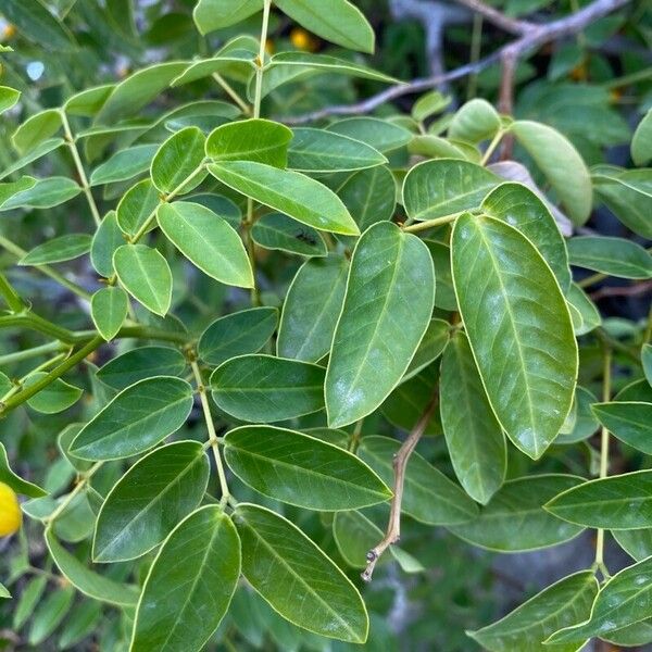 Senna occidentalis Folha