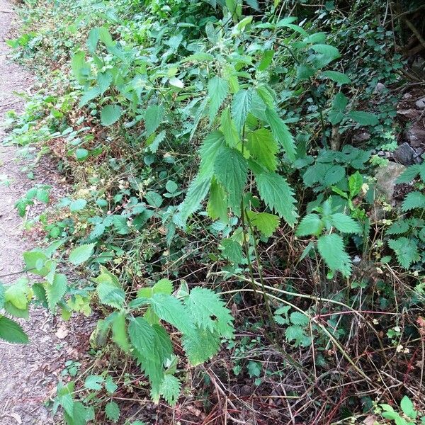 Urtica dioica Habitus