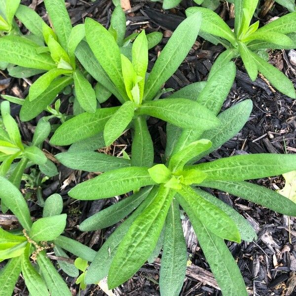 Asclepias tuberosa Blatt