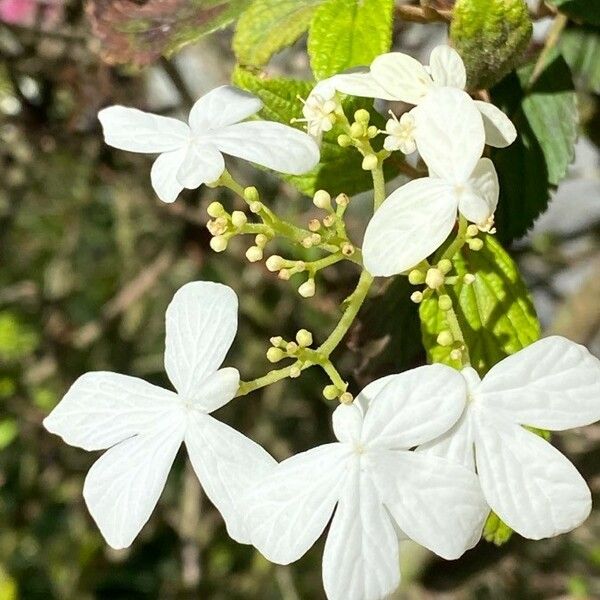 Viburnum plicatum Flower