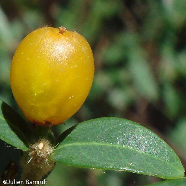 Wikstroemia indica ᱡᱚ