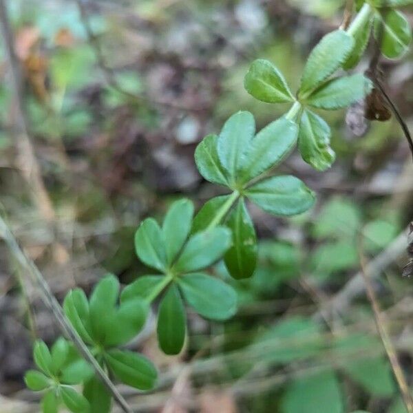 Galium triflorum Blad