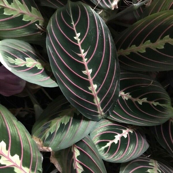 Maranta leuconeura Лист