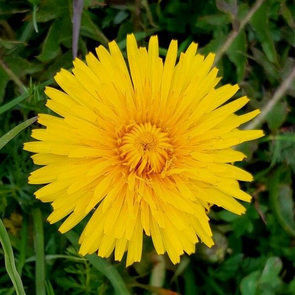 Taraxacum campylodes Fiore