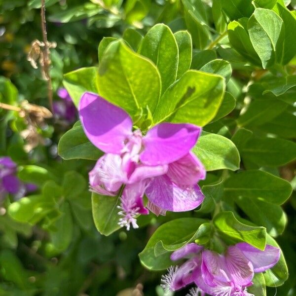 Caragana halodendron Blomst