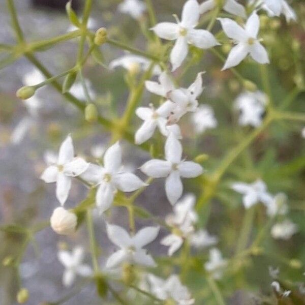 Galium pumilum Fiore